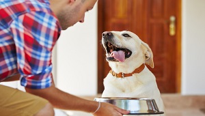 Choose Right Dog Nutritional Supplements-4.jpg